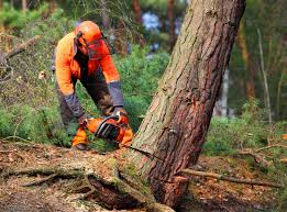 Best Utility Line Clearance  in Belle Haven, VA