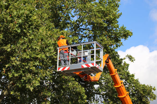 Best Root Management and Removal  in Belle Haven, VA