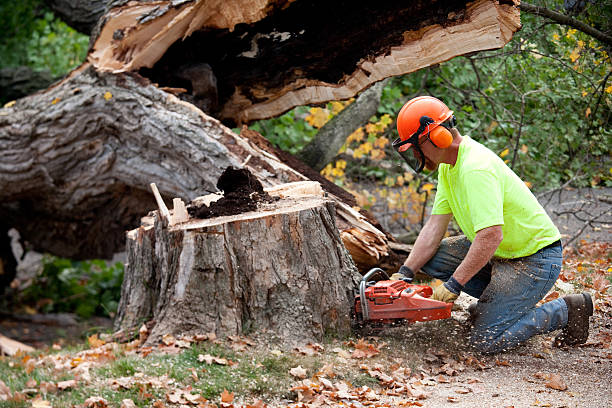 How Our Tree Care Process Works  in  Belle Haven, VA