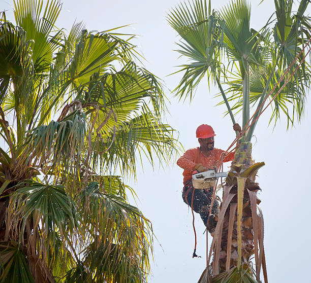 Best Tree Trimming and Pruning  in Belle Haven, VA