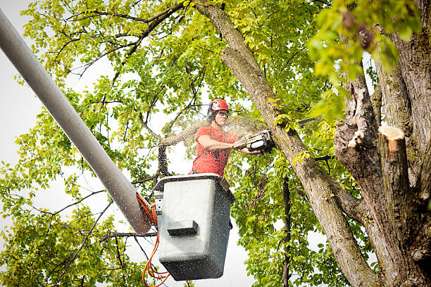Best Hedge Trimming  in Belle Haven, VA